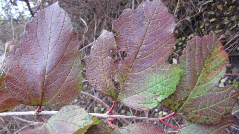 Viburnum opulus leaves